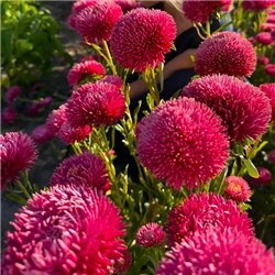 Насіння Айстри Балун теракотова китайська на зріз 0,05гр.