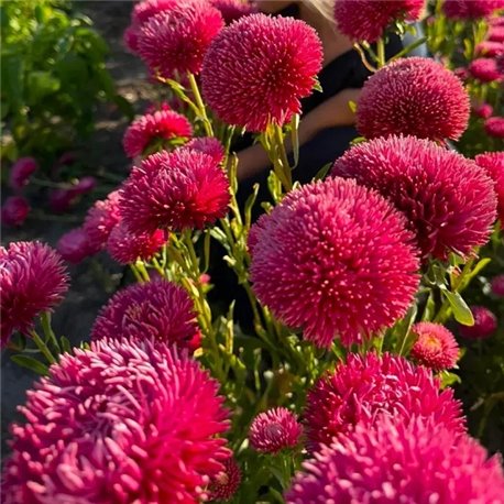 Насіння Айстри Балун теракотова китайська на зріз 0,05гр.