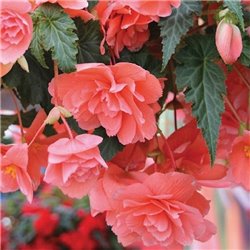 Насіння Бегонії бульбова ампельна Іллюмінейшен F1 salmon pink 10 драже