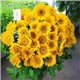 Семена Подсолнечник Санрич F1 gold 5 шт.