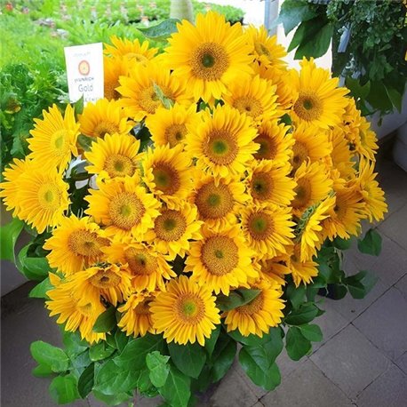 Насіння Соняшник Санріч F1 gold 5 шт.