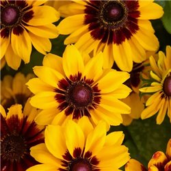 Семена рудбекия Pawnee Spirit 5шт.