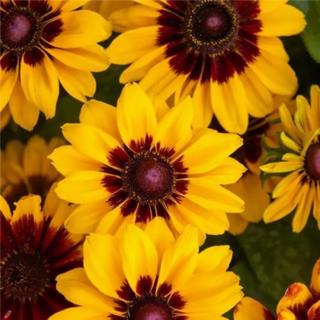 Насіння рудбекія Pawnee Spirit 5шт.