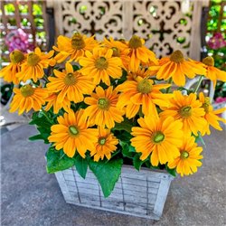 Семена рудбекия  Amarillo Gold 5шт.