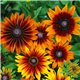 Насіння рудбекія Autumn Colors 10шт.