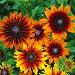 Семена рудбекия Autumn Colors 10шт.