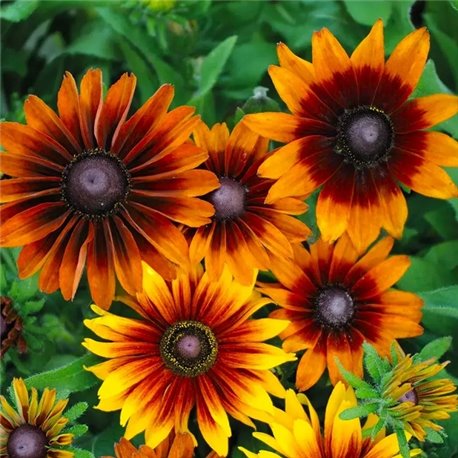 Семена рудбекия Autumn Colors 10шт.