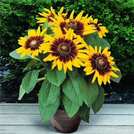 Семена рудбекия Sonora 10шт.