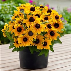 Насіння рудбекія Tablemate Gold 10шт.