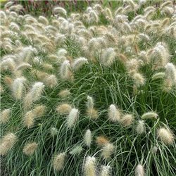 Семена Перистощетинник (пеннисетум) мохнатый Флуффи