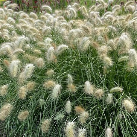 Насіння Перистощетинника (пеннісетум) волохатий Флуффі
