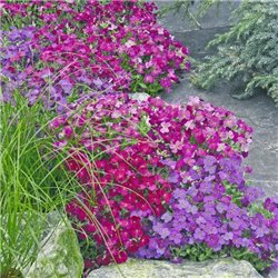 Семена обриеты гибридной Одри F1 смесь 10 шт.