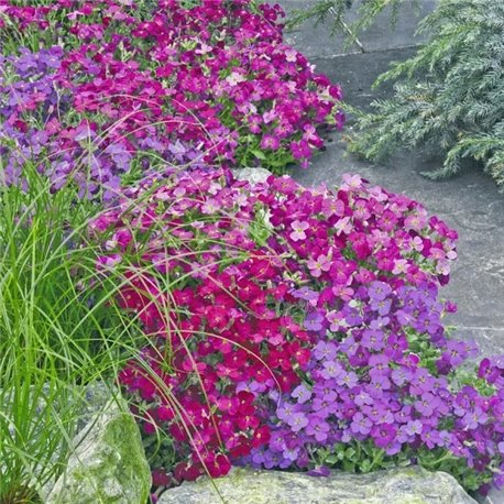 Семена обриеты гибридной Одри F1 смесь 10 шт.