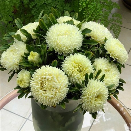 Семена Астры Хризантелла Limoncello 0,05гр.