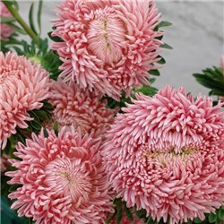 Насіння Айстри Хризантелла Living Coral 0,05гр.