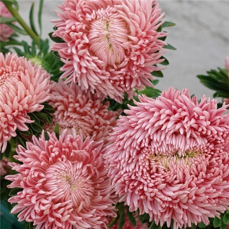 Насіння Айстри Хризантелла Living Coral 0,05гр.