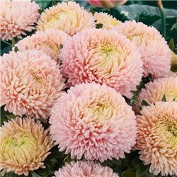 Семена Астры Хризантелла Lotos Flower 0,05гр.