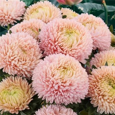 Насіння Айстри Хризантелла Lotos Flower 0,05гр.