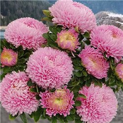 Семена Астры Хризантелла Love me Tender 0,05гр.