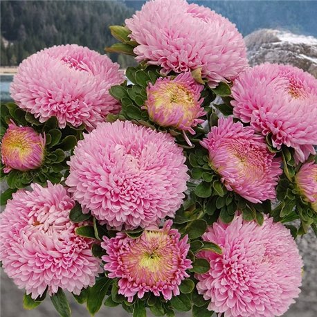 Семена Астры Хризантелла Love me Tender 0,05гр.