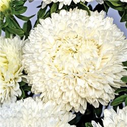 Семена Астры Хризантелла Phantom of the Opera 0,05гр.