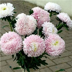 Семена Астры Хризантелла Sakura 0,05гр.