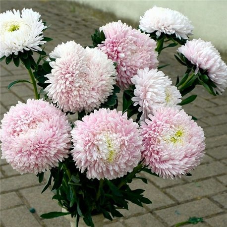 Насіння Айстри Хризантелла Sakura 0,05гр.