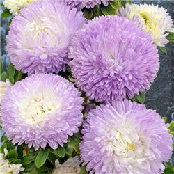 Насіння Айстри Хризантелла Winter Look 0,05гр.