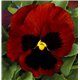 Семена виола Колоссус F1 красный с глазком 5 шт.
