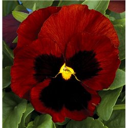 Насіння віола Колоссус F1 червоний з вічком 5 шт.