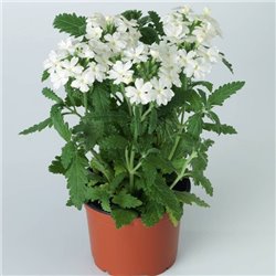 Насіння Вербена Обсешн F1 white 5шт.