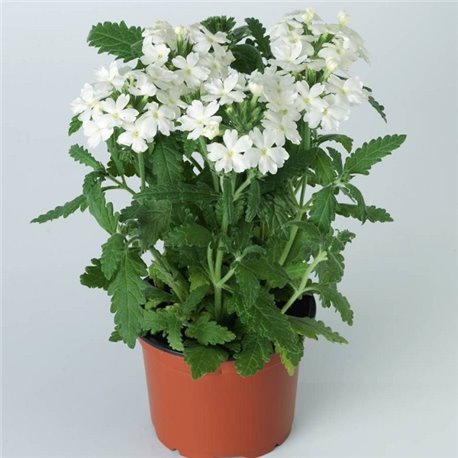 Насіння Вербена Обсешн F1 white 5шт.