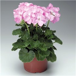 Насіння пеларгонії садової Пінто F1 lavander 3шт.