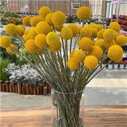 Семена Краспедия шаровидная СоларПоп 10 шт.