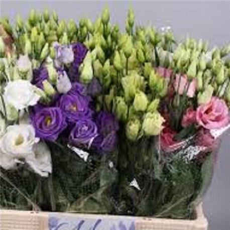 Семена эустомы крупноцветковой махровой  Flare F1 смесь 10 драже