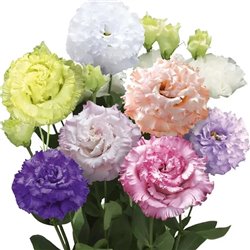 Семена эустомы высокорослой Корелли F1 смесь 10 драже