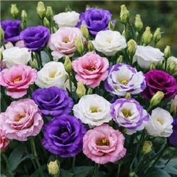 Семена эустомы крупноцветковой махровой Мариачи F1 смесь 10 драже