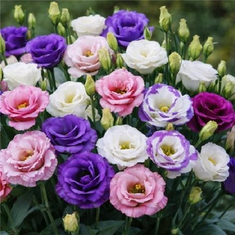 Насіння еустоми великоквіткової махрової Мариачі F1 суміш 10 драже