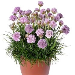 Насіння армерія приморська Армада pink 5 шт.