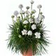 Семена армерия приморская Армада white 5 шт.