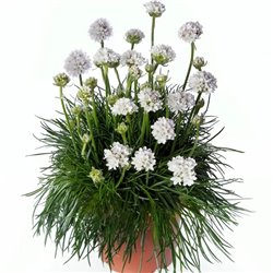 Семена армерия приморская Армада white 5 шт.