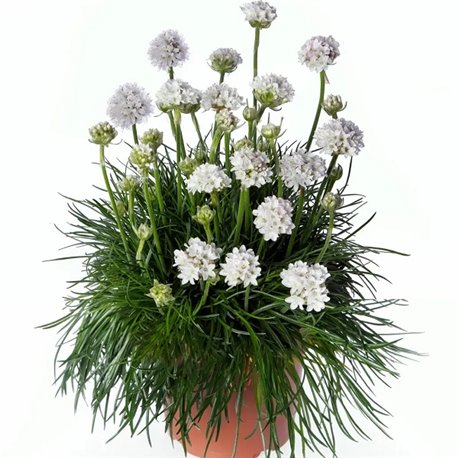 Семена армерия приморская Армада white 5 шт.