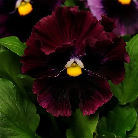 Семена виола Фризли Сизли F1 burgundy 5 шт.