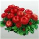Насіння маргаритка Хабанера red 10 драже