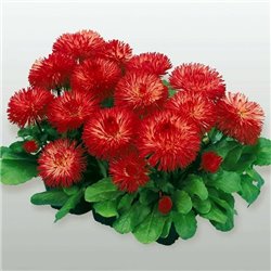 Насіння маргаритка Хабанера red 10 драже