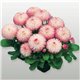 Семена маргаритка Хабанера rose 10 драже