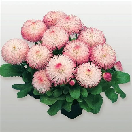Семена маргаритка Хабанера rose 10 драже