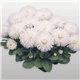 Насіння маргаритка Хабанера white 10 драже