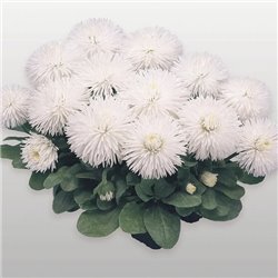 Насіння маргаритка Хабанера white 10 драже