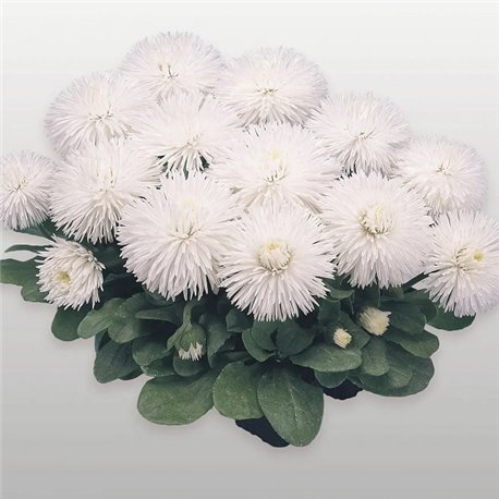 Насіння маргаритка Хабанера white 10 драже